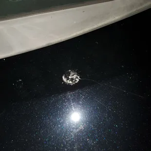 That's bird  that didn't come off