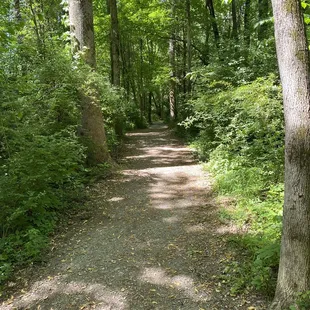 The path through the woods