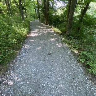 Turtle  on the walking path.