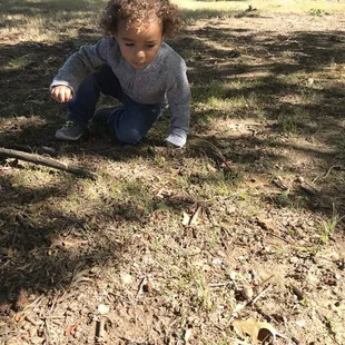 Still looking for acorns