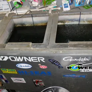 live bait.  minnow and mudsucker