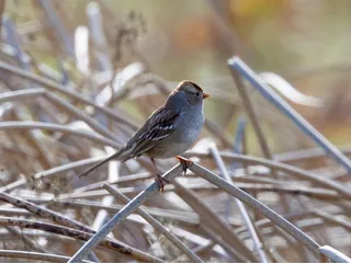 Cosumnes River Preserve