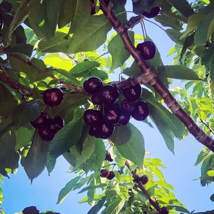 Cherries!!