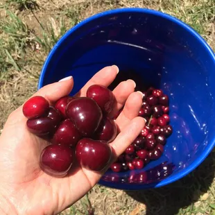Cherries!
