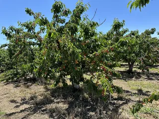 Marsh Creek Cherries