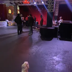 a dog on the stage