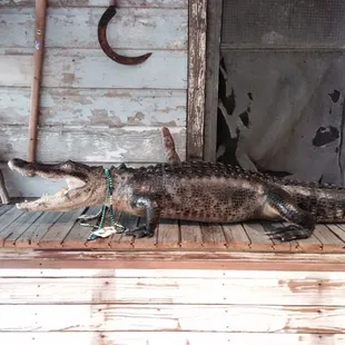 Alligator to greet you near the entrance.