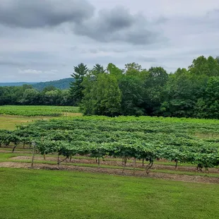 View from the balcony