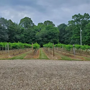 rows of grape vines