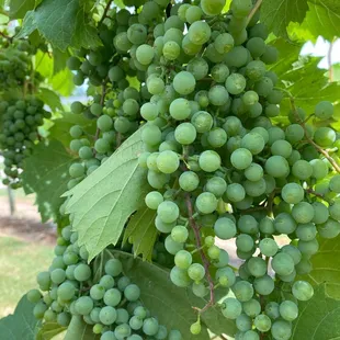 a bunch of grapes on the vine