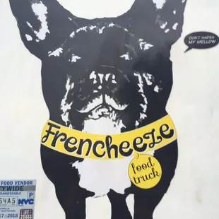 a black and white dog