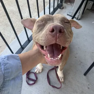 They have some of the BEST vegan food!!!