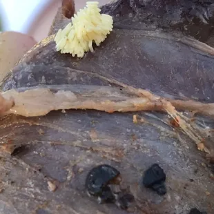 First I thought it was seasoning but realized it was fly eggs.. larva, baby maggots.. nasty. No wonder the meat is cheap here!!