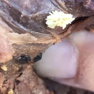 Fly eggs, Larva, baby maggots on meat!