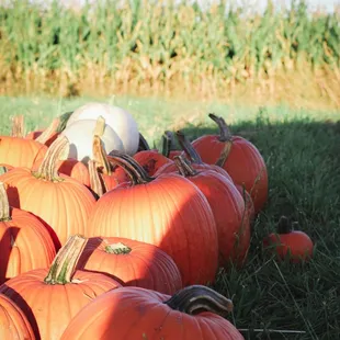 Pumpkins for Sale