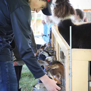 Petting Zoo
