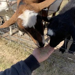 Feeding goats