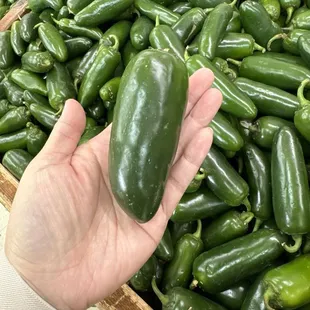 Huge jalapeño