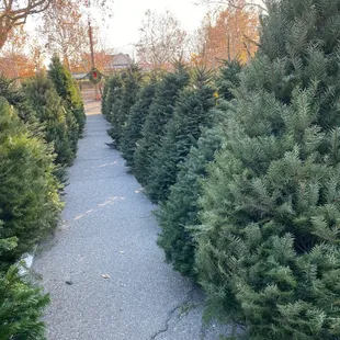 Fresh Christmas trees