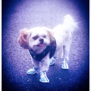 Mocha Coconut loving the market. They also have dog vendors who sell the booties. He smiles, but wont walk in them.