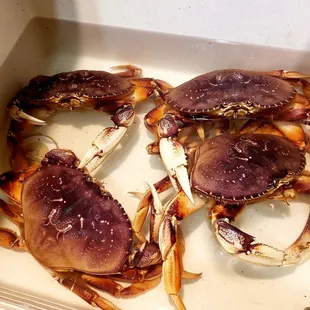 Fresh Meat Seafood Market