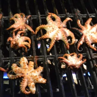 Baby Octopus BBQ