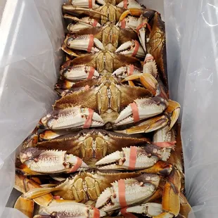 They have crabs almost all the time!