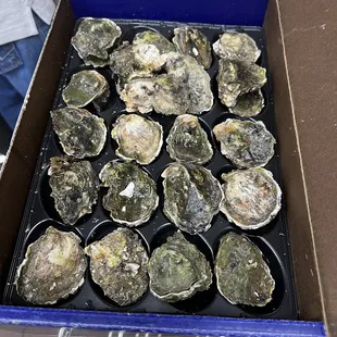 Fresh oysters so many types I don&apos;t remember the name.
