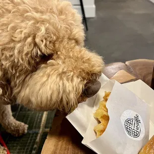 Rudy loves Johnny Waffles