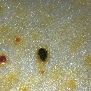 Critter in the shrimp lo mein. Yuk
