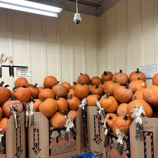 Pumpkins for under $12.00
