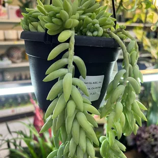 Three times fatter than normal. Not the customers, this succulent which is clearly from another planet..