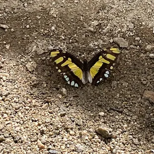 " Butterflies &amp; Big Bugs" Exhibit. Entrance fee (aside from zoo entrance ticket)