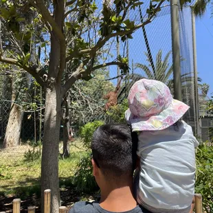 Orangutans at the Kingdom's of Asia exhibit