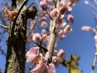 Shinzen Friendship Garden