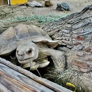 A Tortoise that wants to get its photo taken