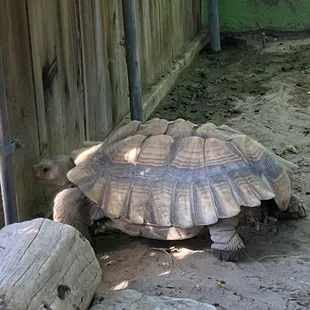 Tortoise