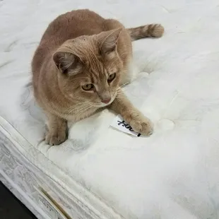 Izzy the cat adjusting a lot number.