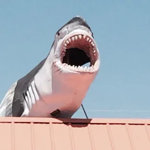 Ha, a " Loan Shark".  Love it.