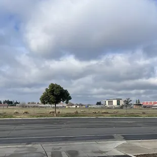 Sheep grazing in university fields across the street