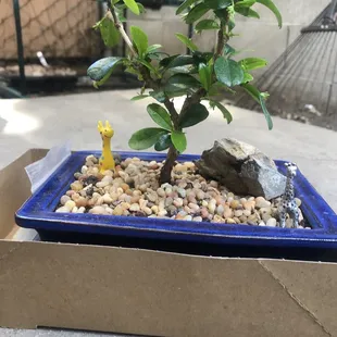 My Princess Bonsai Giraffe family $63 from the Bonsai dude 05/01/22