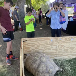 Turtle trying to escape