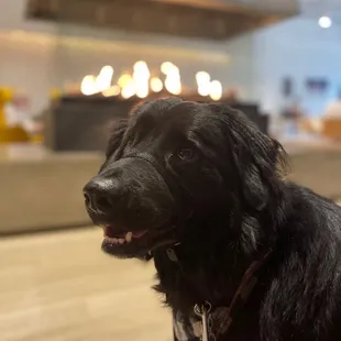 Pup at the coffee shop