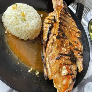 Red Snapper