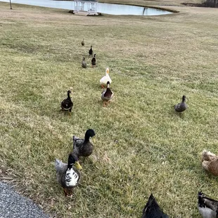 a flock of ducks in a field