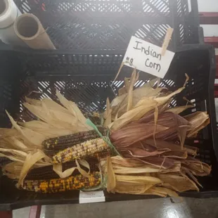 Indian corn