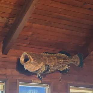 a large fish mounted on the ceiling