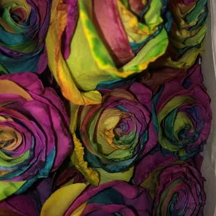 Rainbow roses