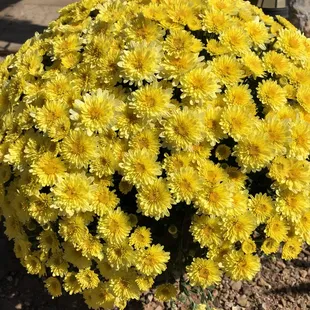 Mum planter Prices vary