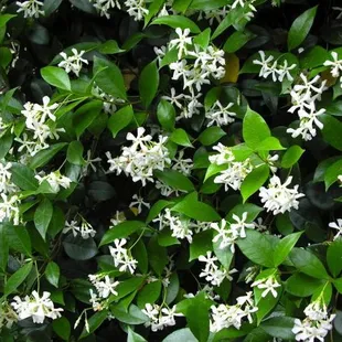 Arabian Jasmine -- ornamental plant known for its scented flowers